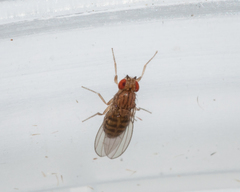 Drosophila busckii
