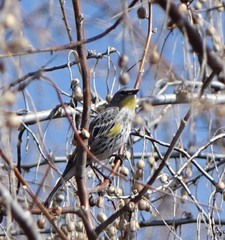 Setophaga coronata