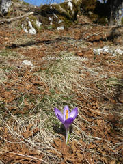 Crocus neapolitanus