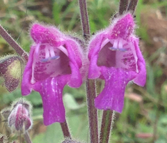Salvia przewalskii