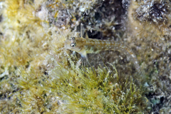 Alloblennius jugularis