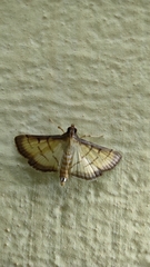 Cnaphalocrocis patnalis