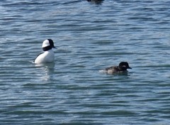 Bucephala albeola