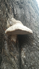 Fomes fomentarius