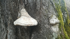 Fomes fomentarius