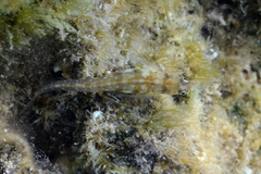 Alloblennius jugularis