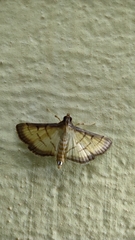 Cnaphalocrocis patnalis