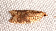 Acleris rhombana