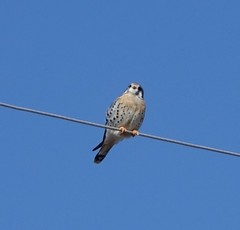 Falco sparverius