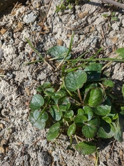 Ficaria verna calthifolia