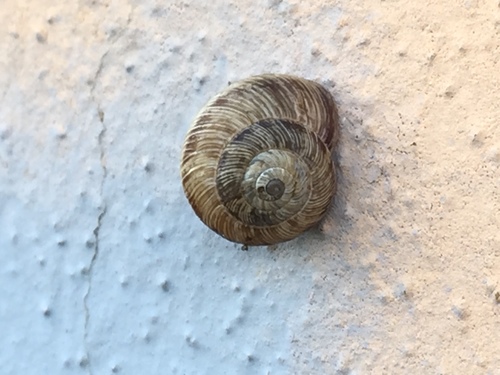 Maritime Garden Snail, Via Roma 51a–71a, Gambettola, Emilia-Romagna, IT, photo 6 of 10