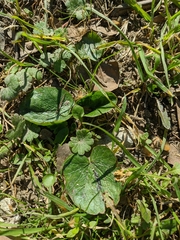 Ficaria verna calthifolia