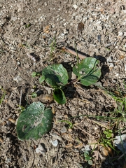 Ficaria verna calthifolia