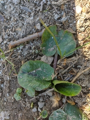 Ficaria verna calthifolia