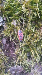 Pyrrhocoris apterus