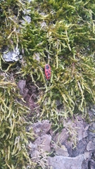 Pyrrhocoris apterus