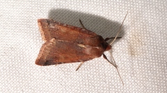 Agrochola haematidea