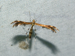 Dejongia lobidactylus