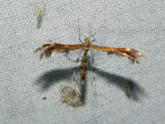 Dejongia lobidactylus