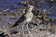 Pinarocorys nigricans