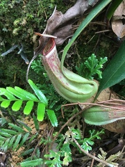Nepenthes albomarginata
