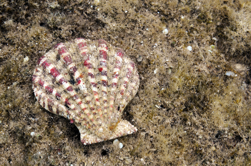 Gloripallium maculosum observed 2019-06-06