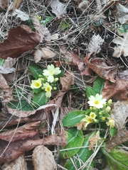 Primula vulgaris