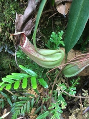 Nepenthes albomarginata