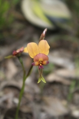 Diuris longifolia