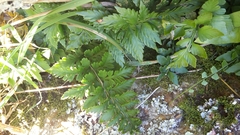 Asplenium appendiculatum