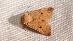 Agrochola blidaensis