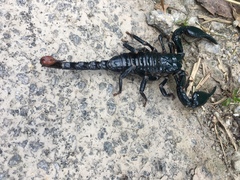 Heterometrus spinifer