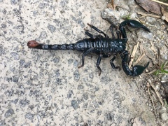 Heterometrus spinifer