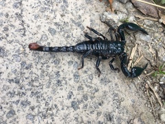 Heterometrus spinifer