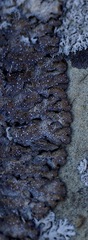 Punctelia stictica