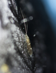 Athripsodes cinereus