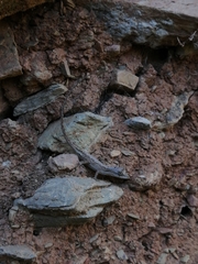 Anolis nebulosus
