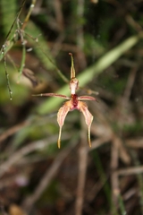 Caladenia plicata