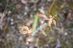 Caladenia plicata