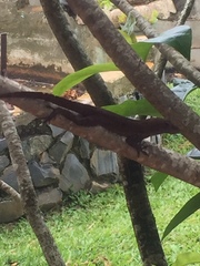 Anolis cristatellus