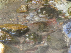 Lithobates psilonota