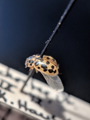 Anisosticta bitriangularis