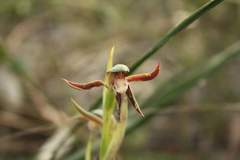 Lyperanthus serratus