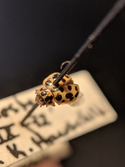 Anisosticta bitriangularis