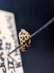 Anisosticta bitriangularis