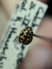 Anisosticta bitriangularis