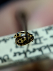 Anisosticta bitriangularis