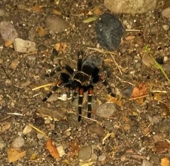 Brachypelma auratum