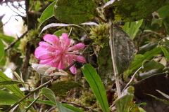 Cavendishia nitens
