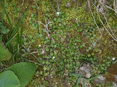 Epilobium nummulariifolium